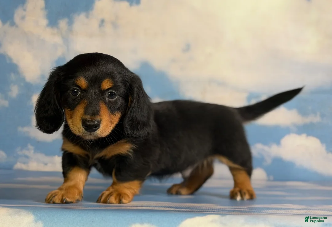 Miniature Dachshund dogs for sale: Akc Kinder LH OFA PRA clear Chocolate carrier  - Ad 2