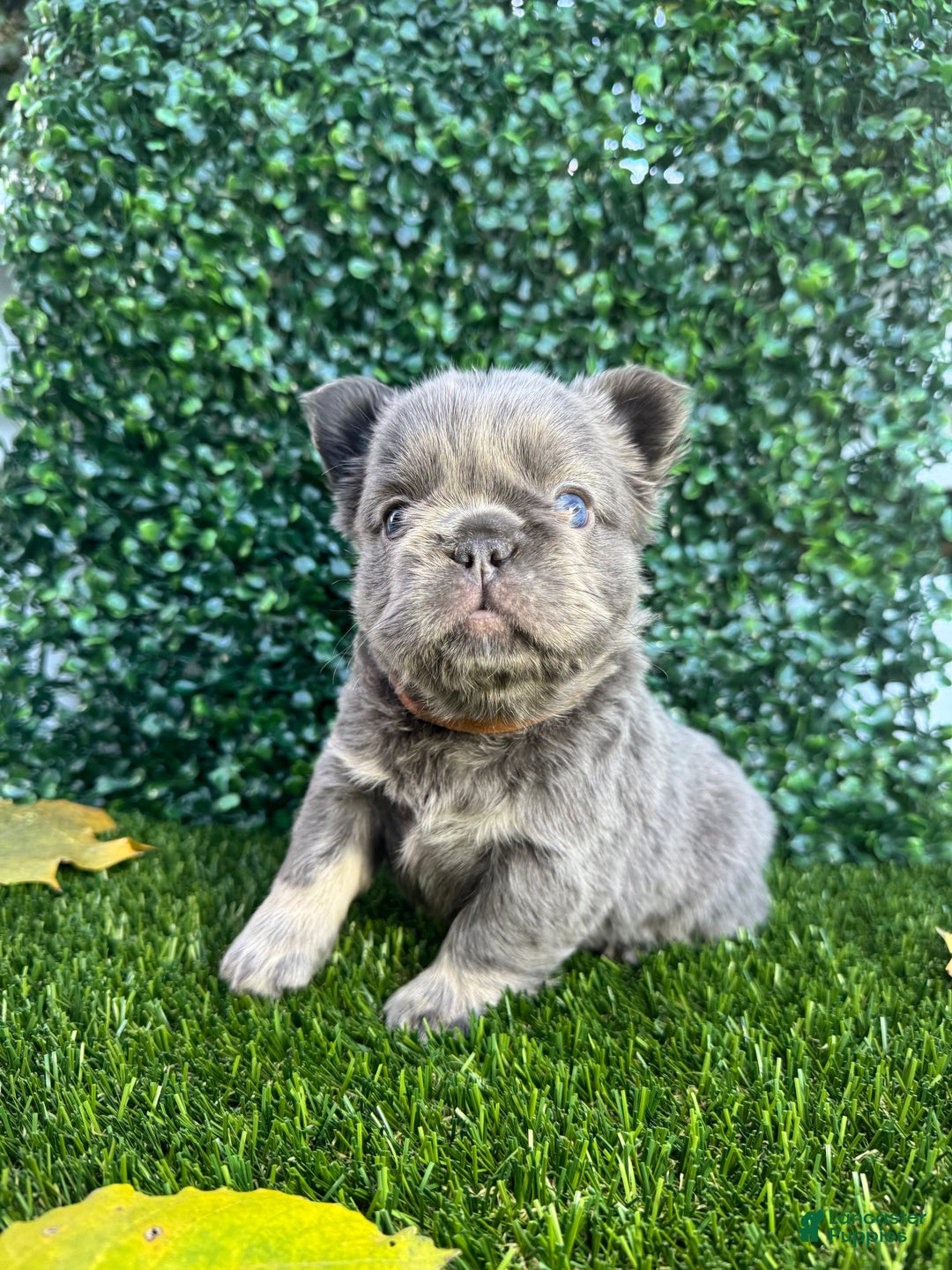 French Bulldog dogs for sale: Summer - Ad 10