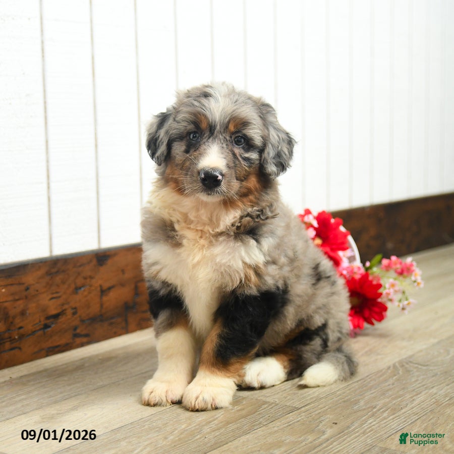 Aussiedoodle dogs Quinton - Ad 2