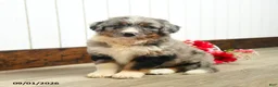 Aussiedoodle dogs for sale: Quinton - Ad 2
