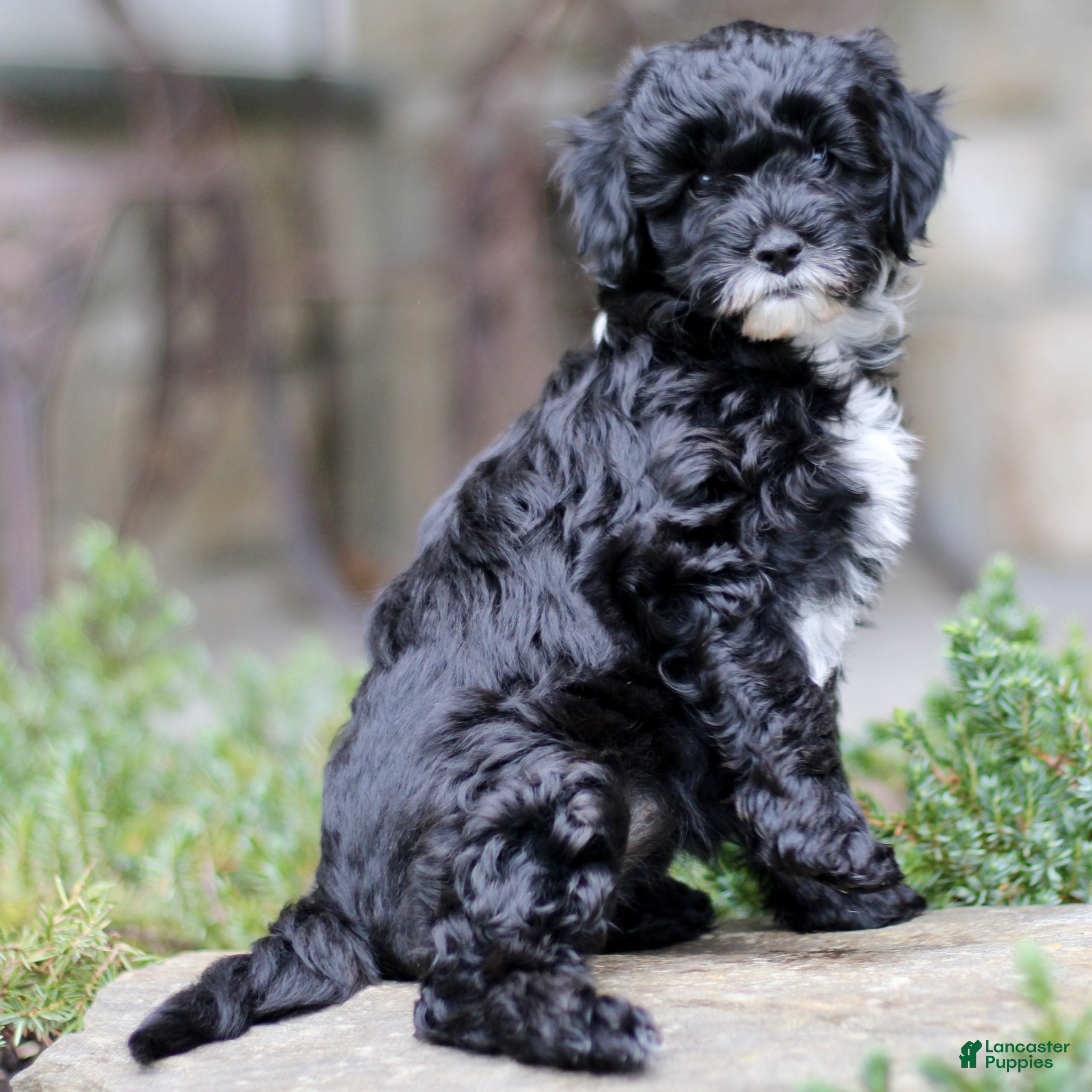 Cavapoo dogs Hilda  - Ad 2