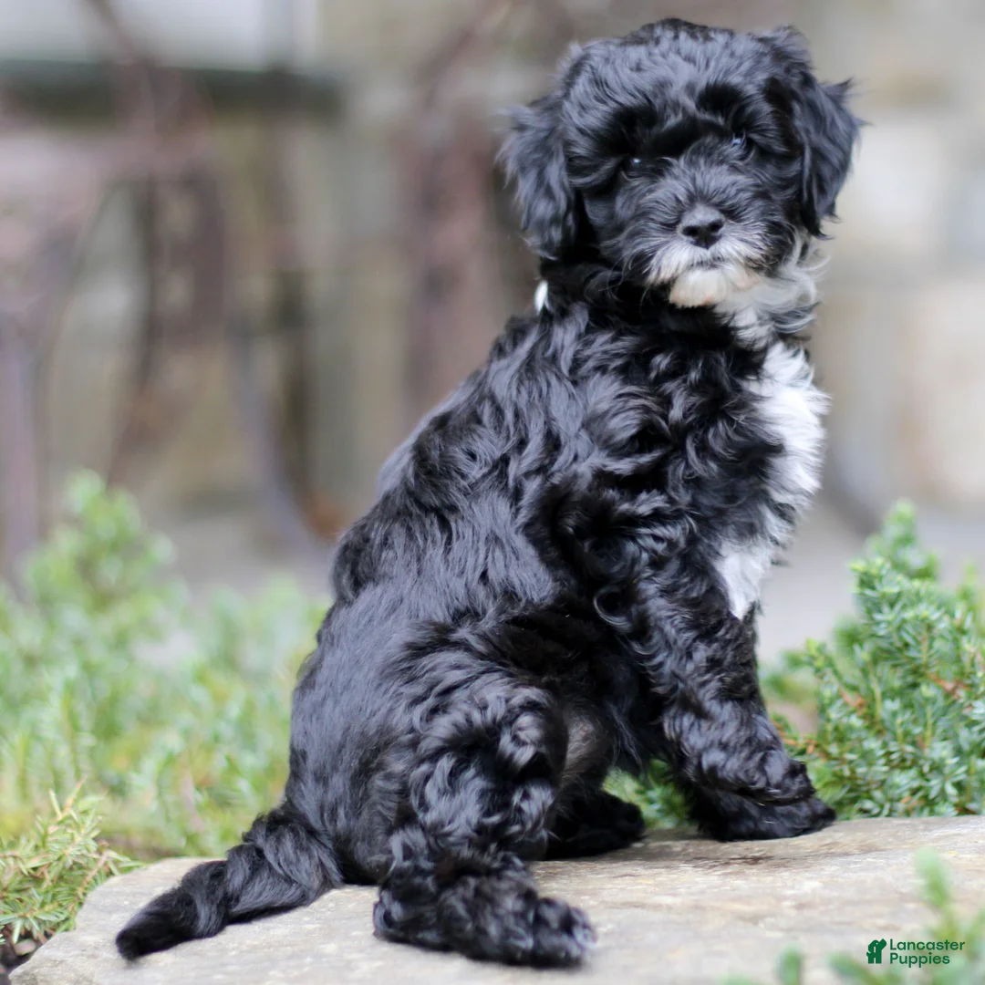 Cavapoo dogs for sale: Hilda  - Ad 2