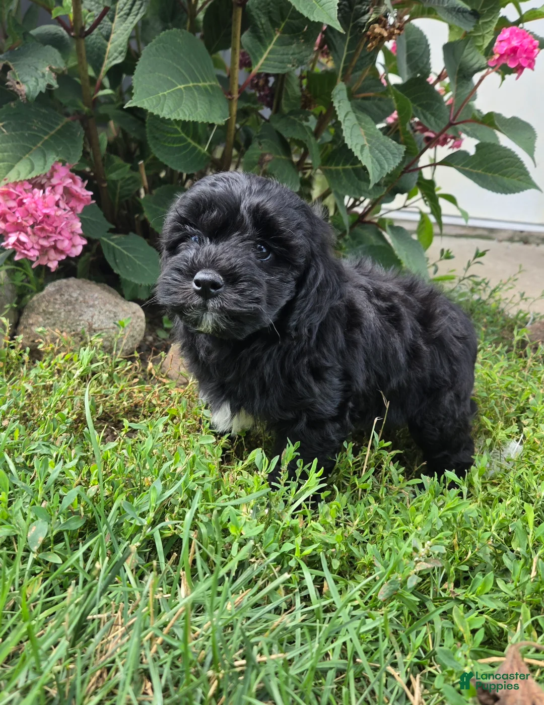 Shihpoo dogs for sale: Wyatt - Ad 1