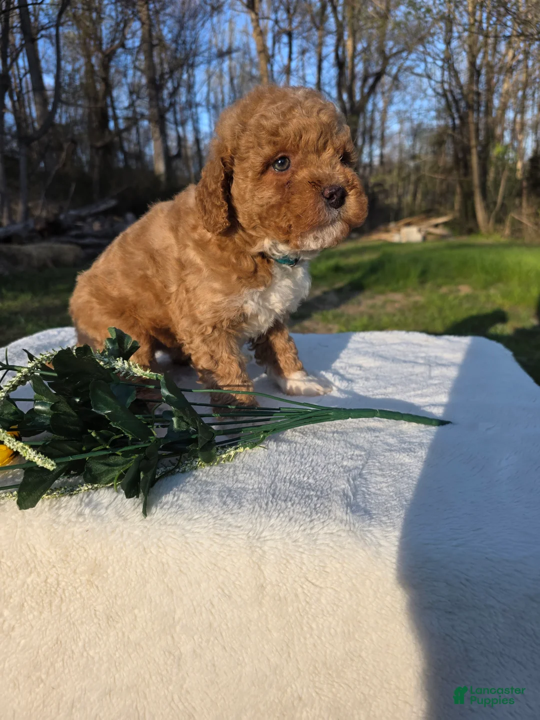 Mini Goldendoodle dogs for sale: DUKE - Ad 1