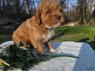 Mini Goldendoodle dogs DUKE - Ad 20