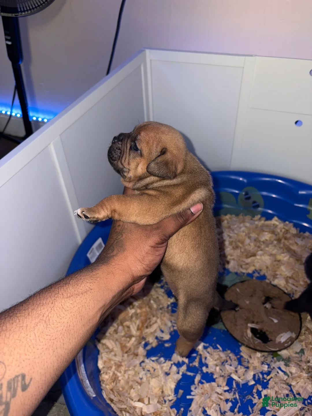 American Bully dogs for sale: American Bully Female - Ad 2