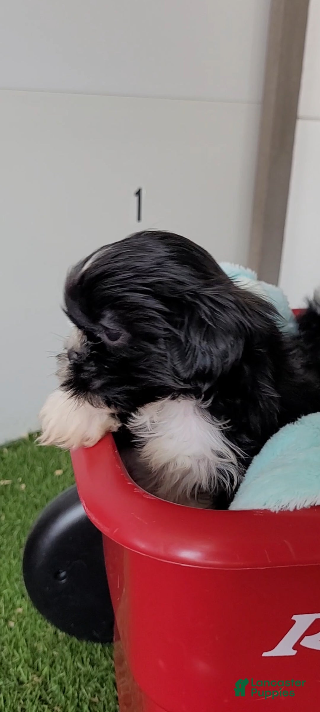 Shih Tzu dogs Shorty - Ad 2