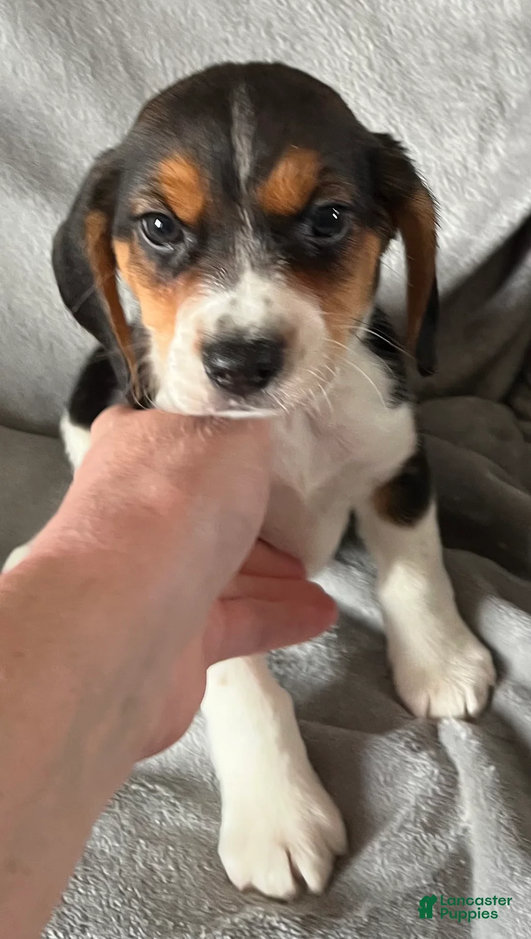 Beagle dogs for sale: Beagle Puppy 2 - Ad 1