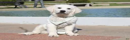 Golden Retriever dogs for sale: Oliver - Ad 5