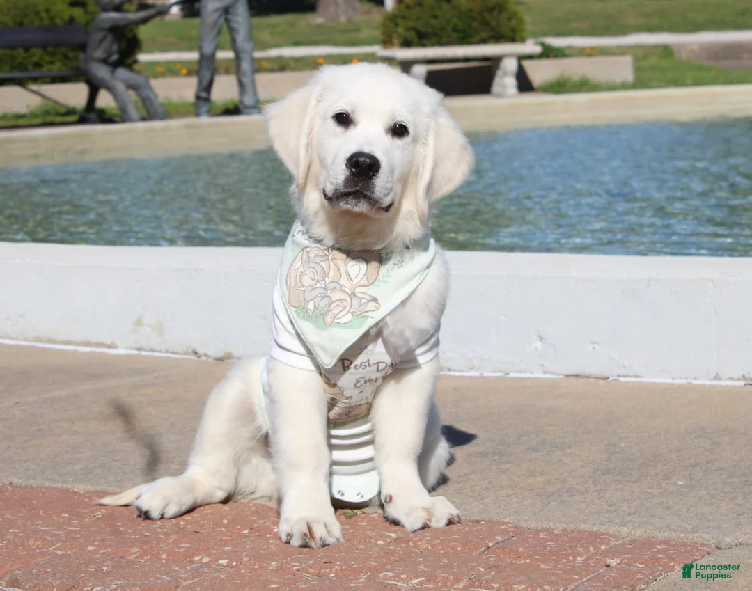 Golden Retriever dogs for sale: Oliver - Ad 5