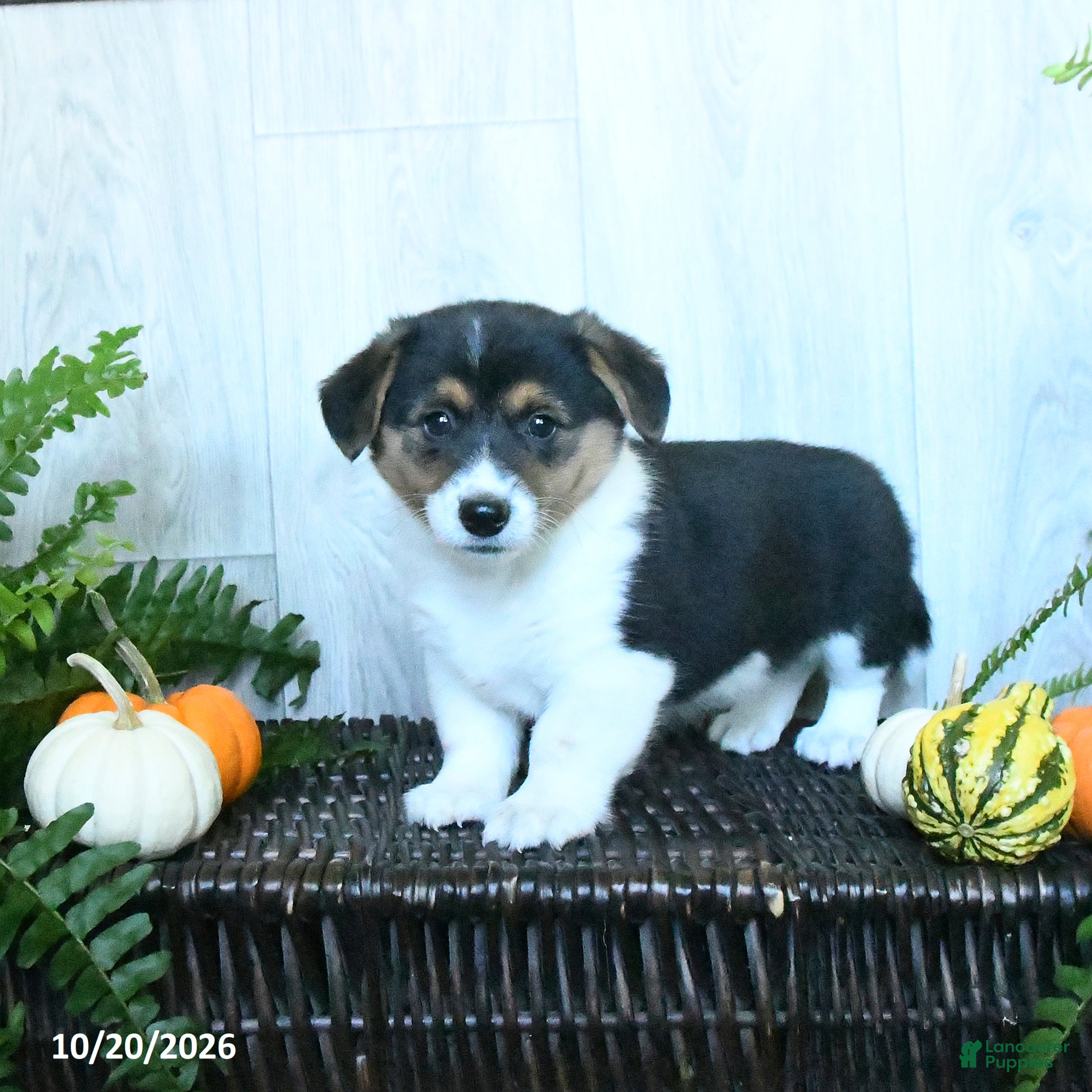 Welsh Corgi Pembroke dogs for sale: Karissa - Ad 1
