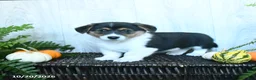 Welsh Corgi Pembroke dogs for sale: Karissa - Ad 1