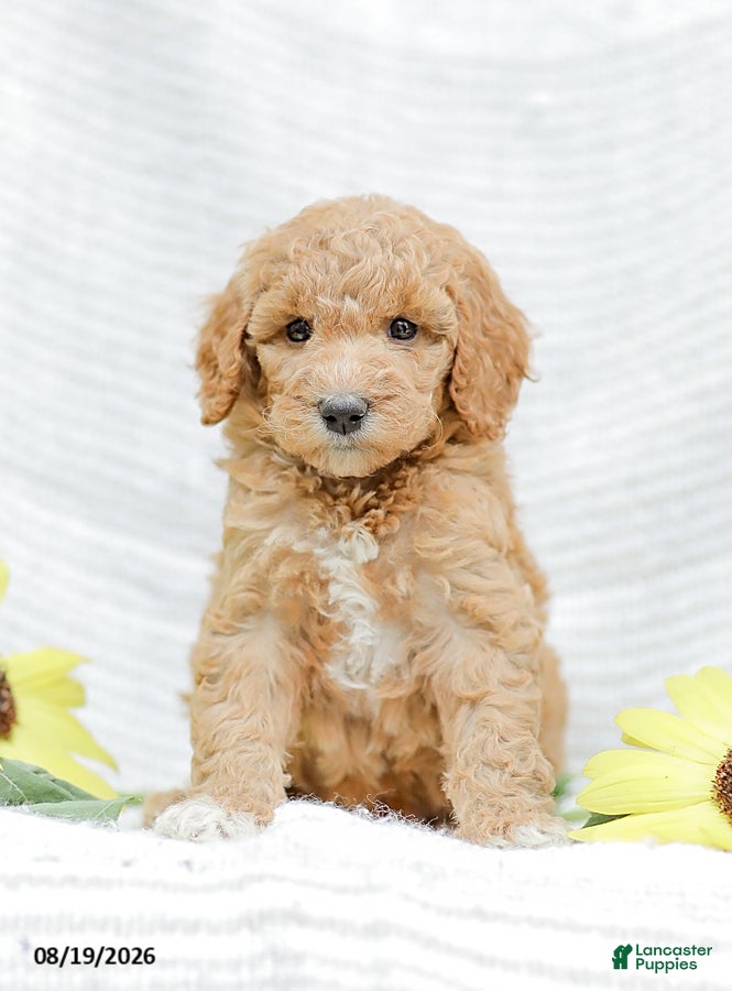 Goldendoodle dogs Jessie - Ad 1