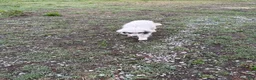 Great Pyrenees dogs for sale: Rosco  - Ad 4