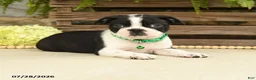 Boston Terrier dogs for sale: Tucker - Ad 3