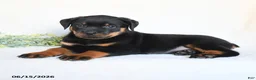 Rottweiler dogs for sale: Archie - Ad 5