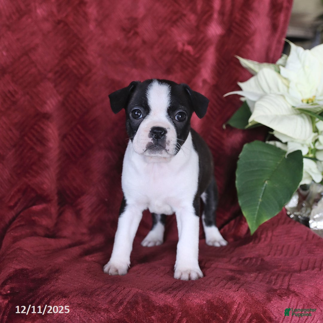 Boston Terrier dogs for sale: Brooklyn - Ad 2