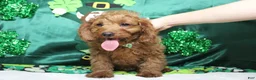 Cavapoo dogs for sale: Cinnamon  - Ad 10