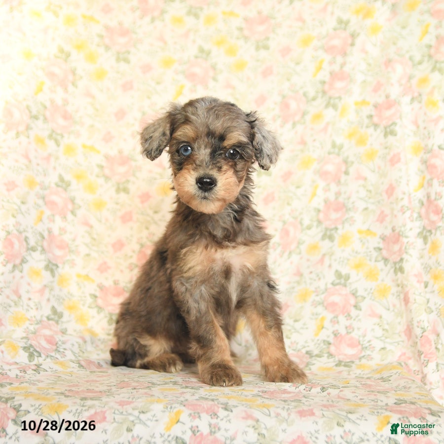 Mini Goldendoodle dogs for sale: Olivia - Ad 2