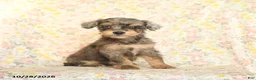 Mini Goldendoodle dogs for sale: Olivia - Ad 2