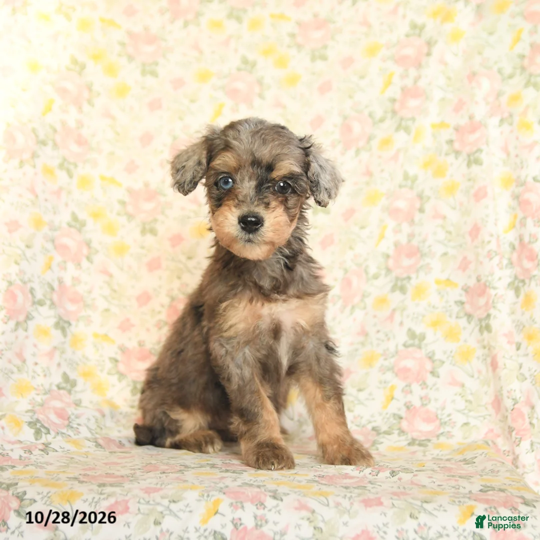 Mini Goldendoodle dogs for sale: Olivia - Ad 2