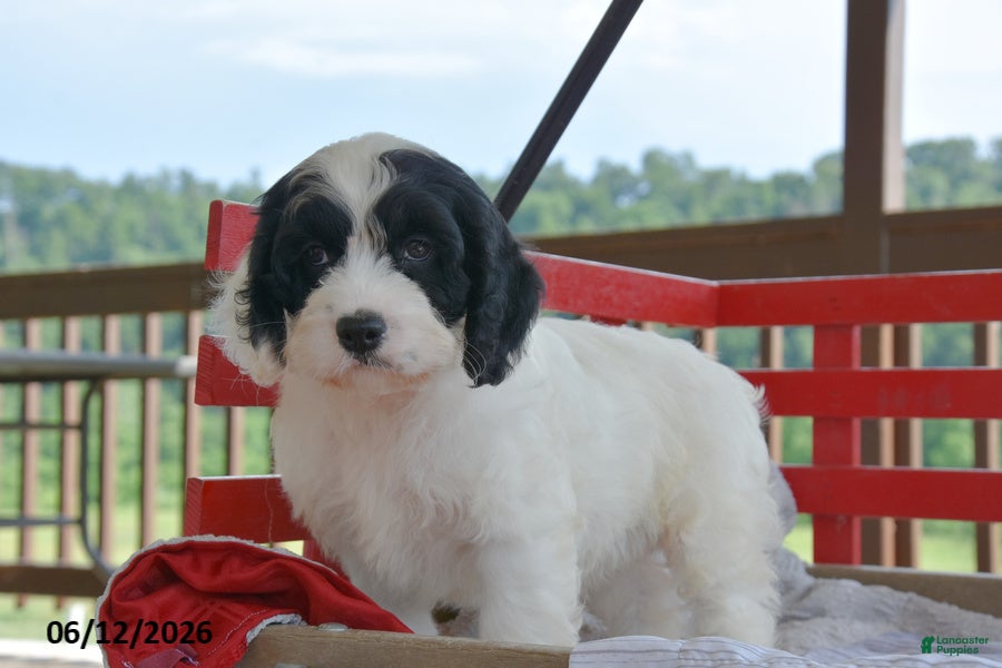 Cockapoo dogs Penny - Ad 1