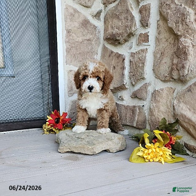 Mini Goldendoodle dogs Rocky - Ad 1