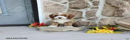 Mini Goldendoodle dogs for sale: Rocky - Ad 1