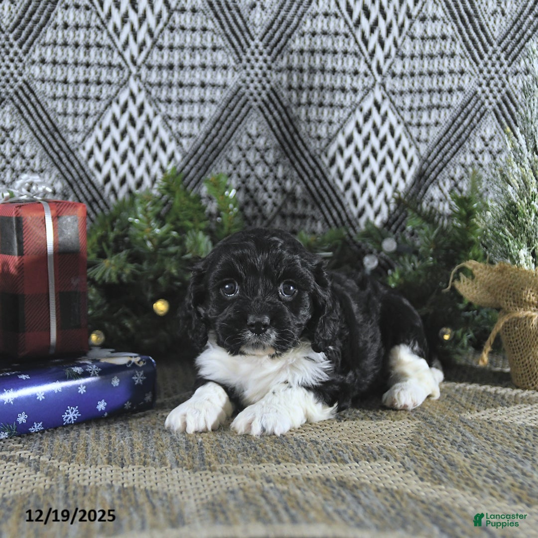 Cavapoo dogs for sale: Zarah - Ad 1