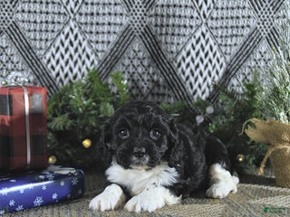 Cavapoo dogs Zarah - Ad 39