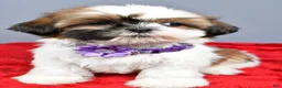 Shih Tzu dogs for sale: Liza - Ad 5