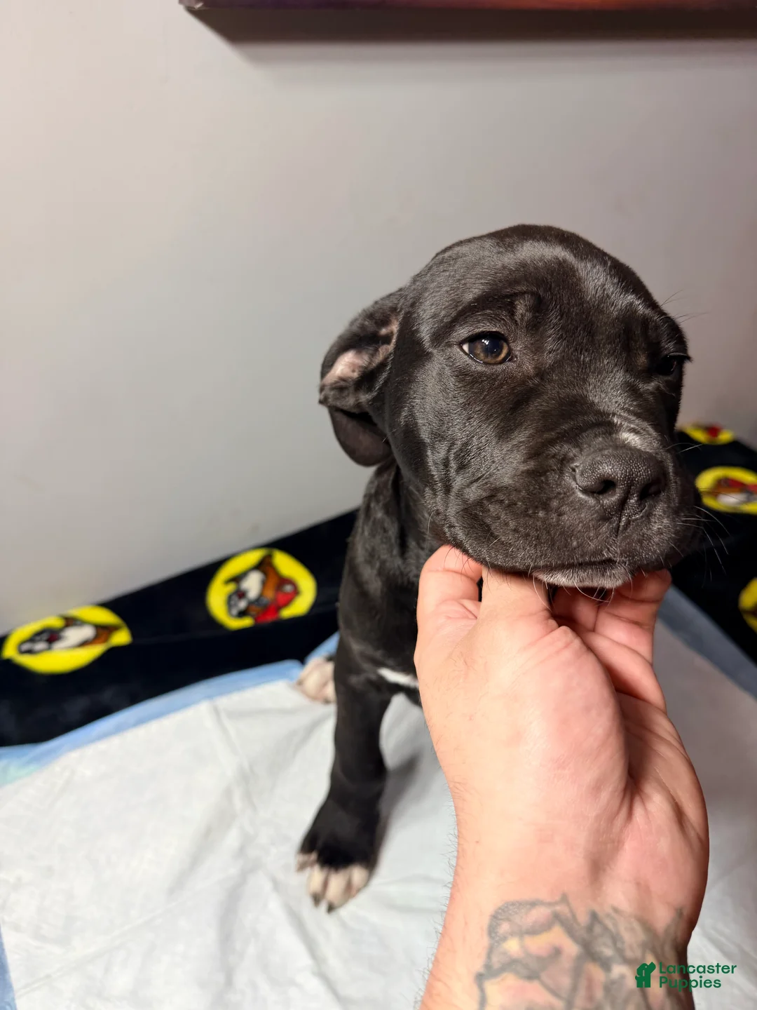 Mixed Breed dogs for sale: Big boy #1  - Ad 1