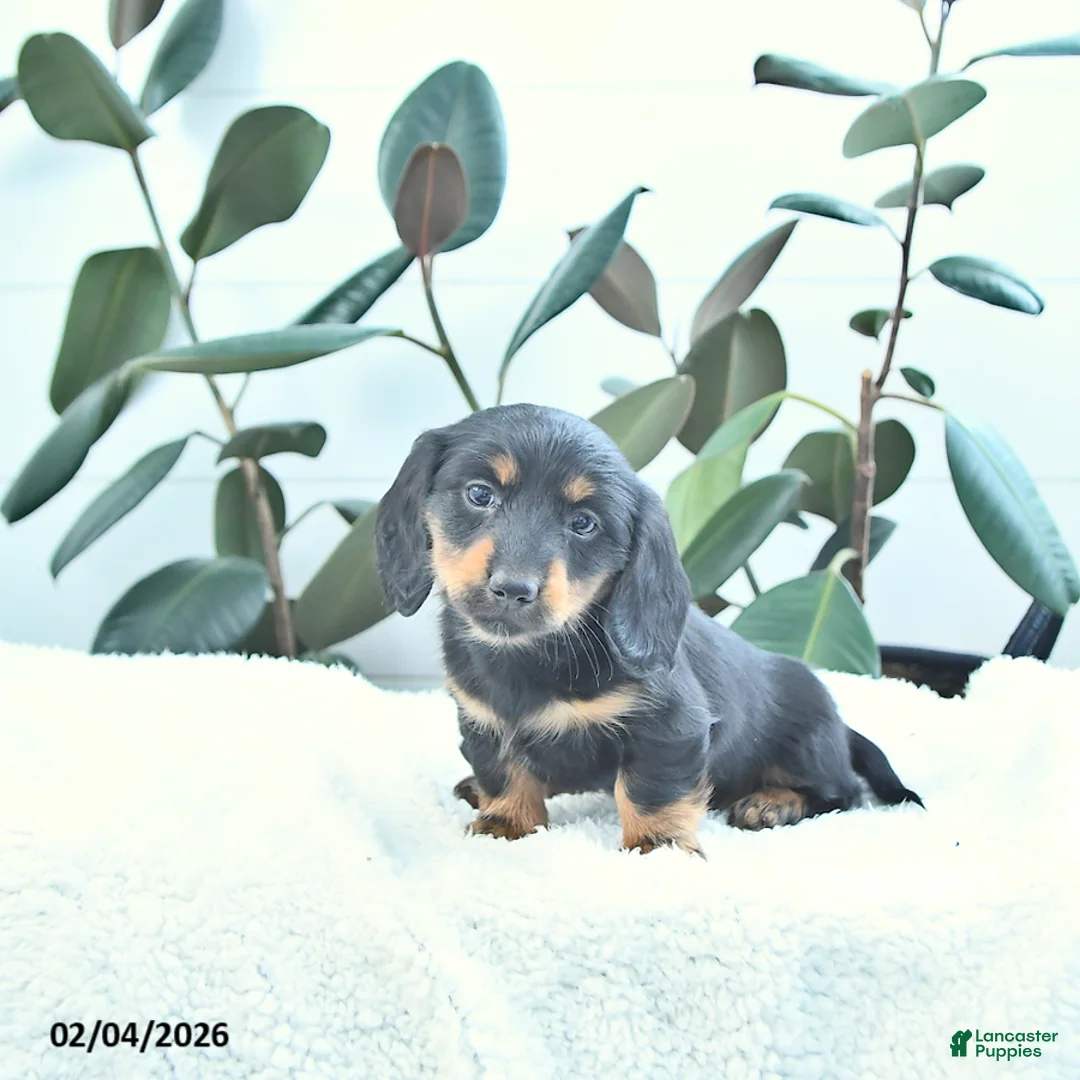 Miniature Dachshund dogs for sale: Clover - Ad 4