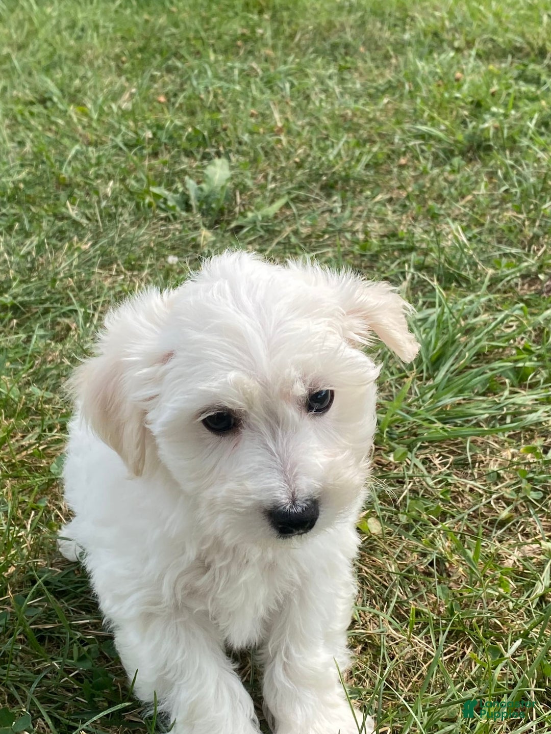 Bichon Frise dogs for sale: Beau - Ad 1
