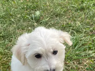 Bichon Frise dogs for sale: Beau - Ad 1