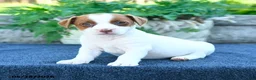 Jack Russell Terrier dogs for sale: Julia - Ad 1
