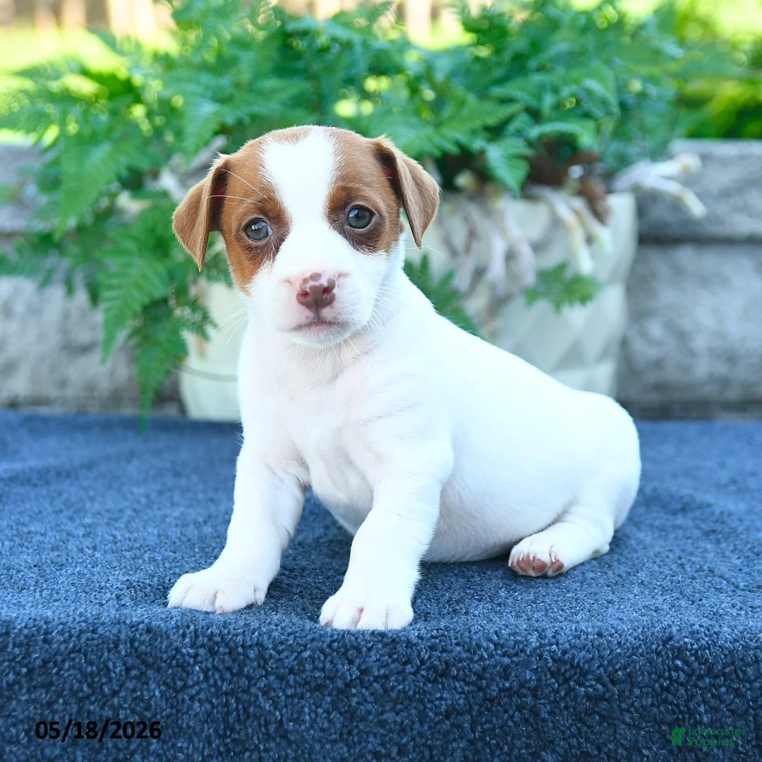 Jack Russell Terrier dogs for sale: Julia - Ad 1