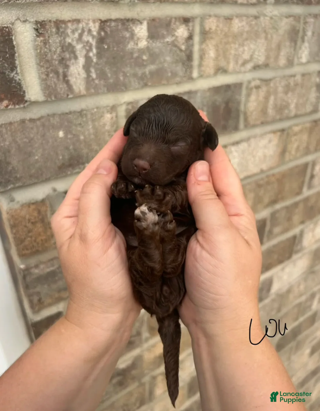 Lagotto Romagnolo dogs for sale: Lou - Ad 3