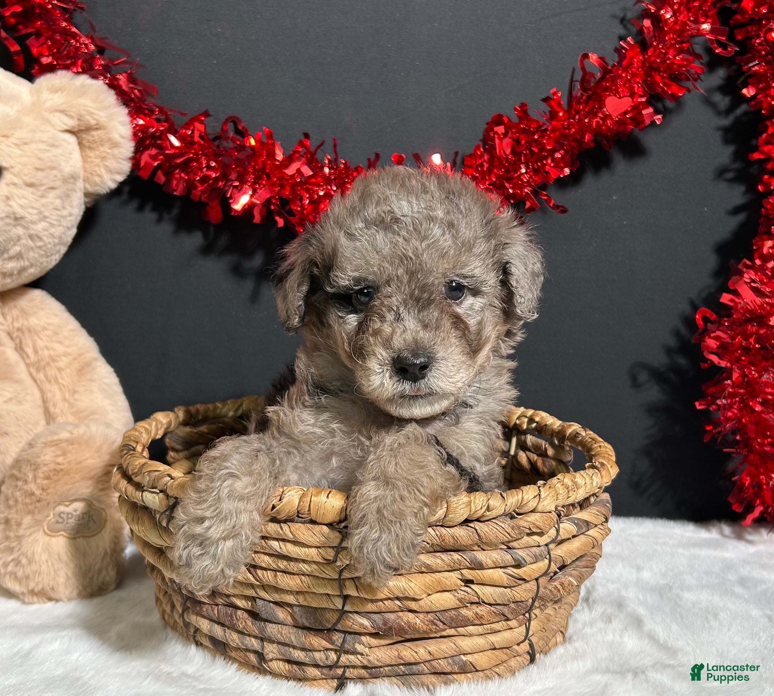 Toy Poodle dogs Bandit - Ad 2