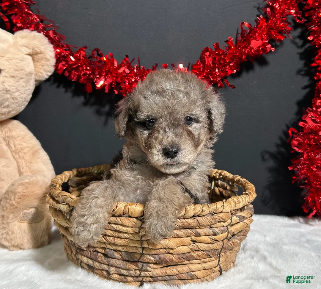 Toy Poodle dogs for sale: Bandit - Ad 2