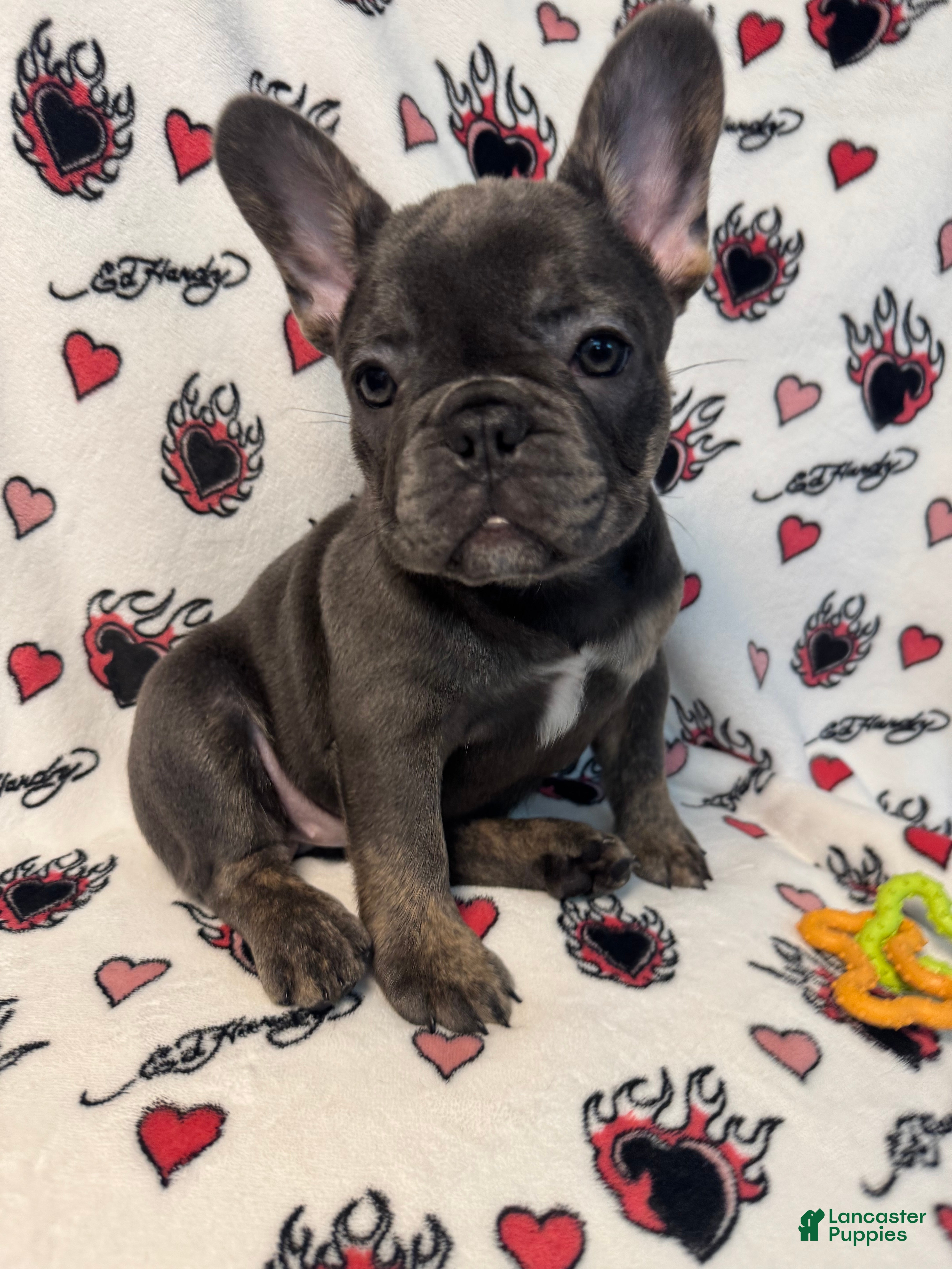 French Bulldog dogs  Kour - Ad 2