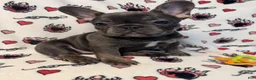 French Bulldog dogs for sale:  Kour - Ad 2
