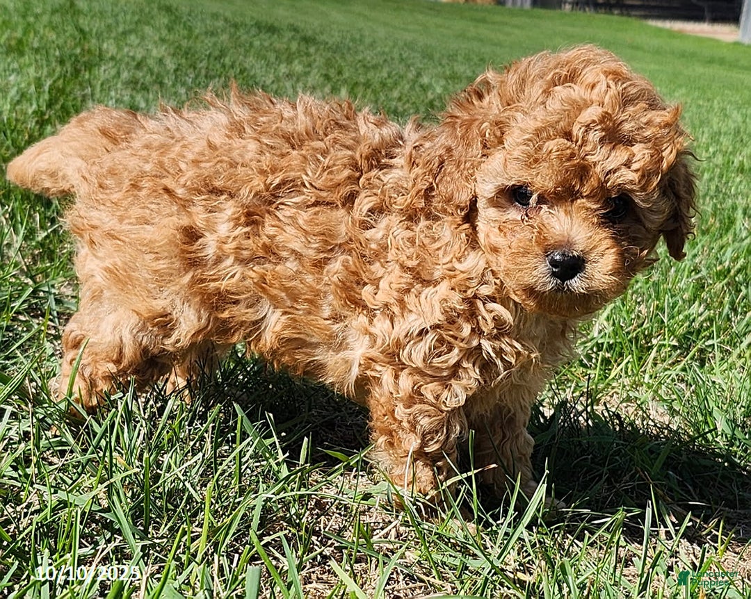 Cavapoo dogs for sale: Jake - Ad 19