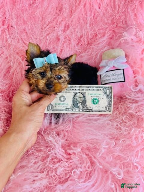 Yorkshire Terrier dogs Yorkshire Terrier 1 - Ad 2