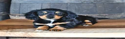 Miniature Dachshund dogs for sale: Dolly - Ad 4