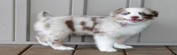 Australian Shepherd dogs for sale: Ranger - Ad 2