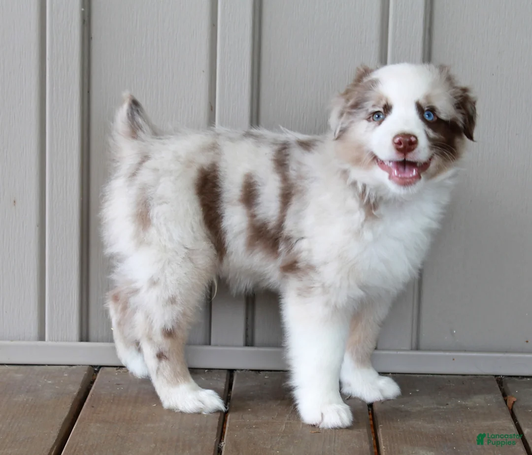 Australian Shepherd dogs for sale: Ranger - Ad 2