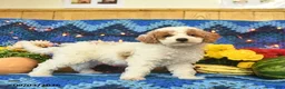 Mini Goldendoodle dogs for sale: Champ  - Ad 3
