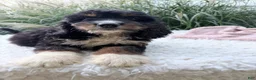 Bernedoodle dogs for sale: Beatrice  - Ad 1