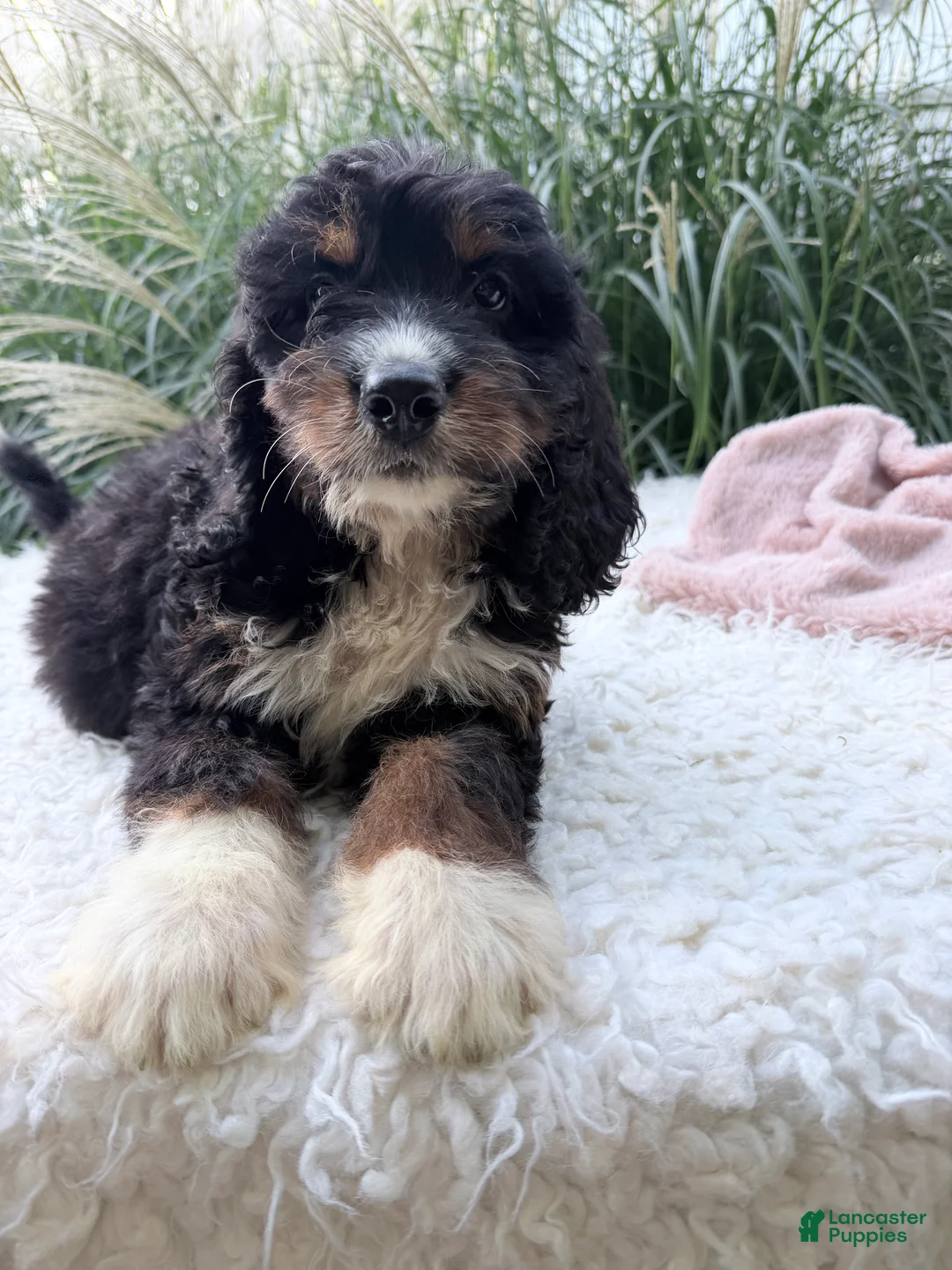 Bernedoodle dogs for sale: Beatrice  - Ad 1